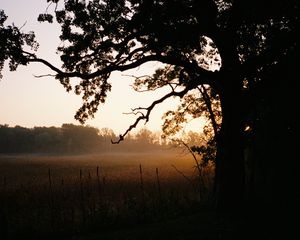 Preview wallpaper tree, field, fog, nature, landscape