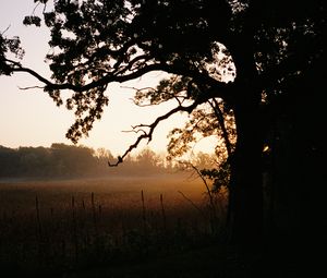 Preview wallpaper tree, field, fog, nature, landscape