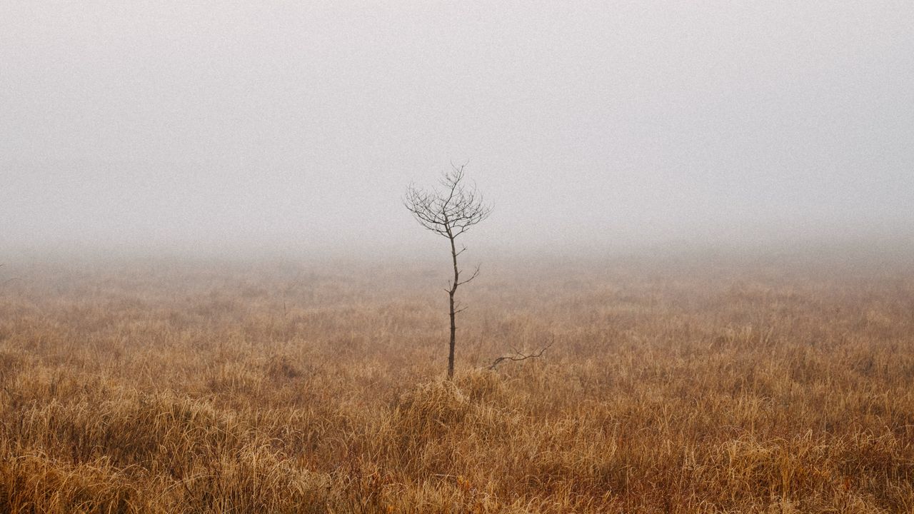 Wallpaper tree, field, fog, alone, nature