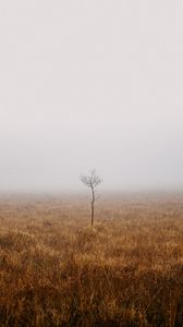 Preview wallpaper tree, field, fog, alone, nature