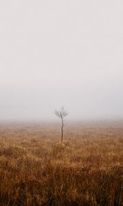 Preview wallpaper tree, field, fog, alone, nature