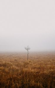Preview wallpaper tree, field, fog, alone, nature