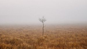 Preview wallpaper tree, field, fog, alone, nature