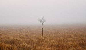Preview wallpaper tree, field, fog, alone, nature