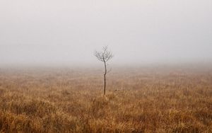 Preview wallpaper tree, field, fog, alone, nature