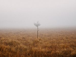 Preview wallpaper tree, field, fog, alone, nature