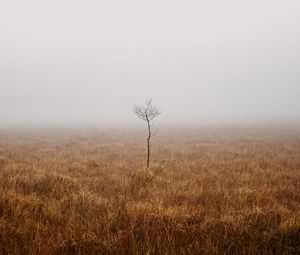 Preview wallpaper tree, field, fog, alone, nature