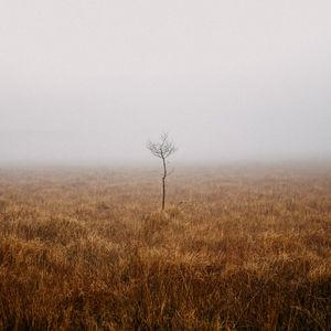 Preview wallpaper tree, field, fog, alone, nature