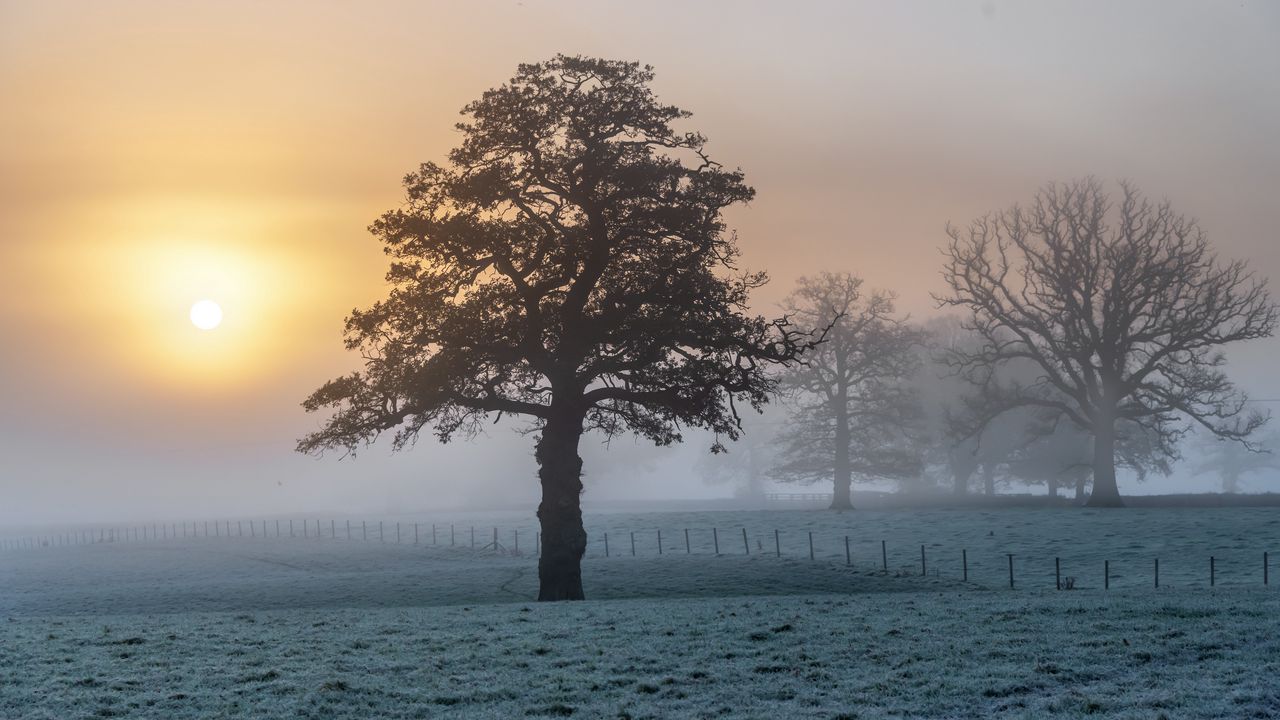 Wallpaper tree, field, fog, sunset, landscape