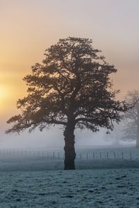 Preview wallpaper tree, field, fog, sunset, landscape