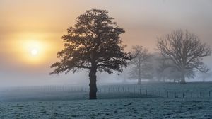 Preview wallpaper tree, field, fog, sunset, landscape