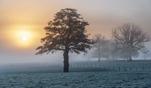 Preview wallpaper tree, field, fog, sunset, landscape