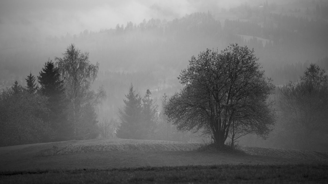 Wallpaper tree, field, fog, landscape, black and white