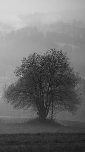 Preview wallpaper tree, field, fog, landscape, black and white