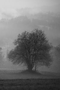 Preview wallpaper tree, field, fog, landscape, black and white