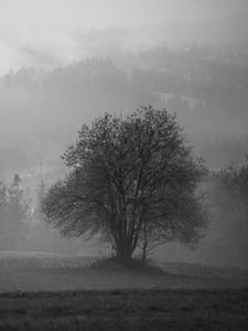 Preview wallpaper tree, field, fog, landscape, black and white