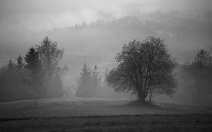 Preview wallpaper tree, field, fog, landscape, black and white