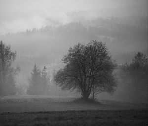 Preview wallpaper tree, field, fog, landscape, black and white