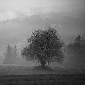 Preview wallpaper tree, field, fog, landscape, black and white