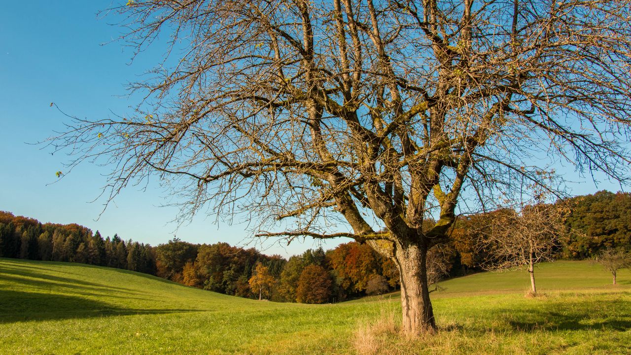 Wallpaper tree, field, grass, autumn