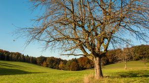 Preview wallpaper tree, field, grass, autumn