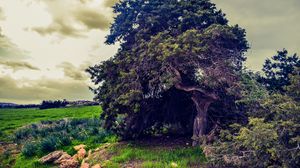 Preview wallpaper tree, field, grass, summer, clouds