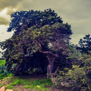 Preview wallpaper tree, field, grass, summer, clouds