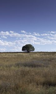 Preview wallpaper tree, field, grass, sky, landscape, nature