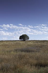 Preview wallpaper tree, field, grass, sky, landscape, nature