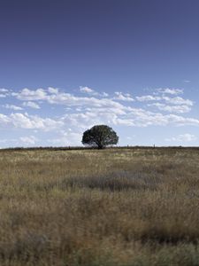 Preview wallpaper tree, field, grass, sky, landscape, nature