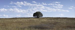 Preview wallpaper tree, field, grass, sky, landscape, nature