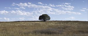 Preview wallpaper tree, field, grass, sky, landscape, nature