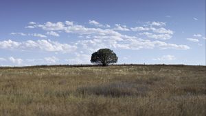 Preview wallpaper tree, field, grass, sky, landscape, nature