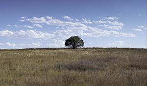 Preview wallpaper tree, field, grass, sky, landscape, nature