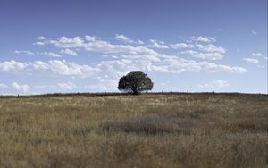 Preview wallpaper tree, field, grass, sky, landscape, nature