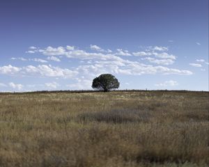 Preview wallpaper tree, field, grass, sky, landscape, nature