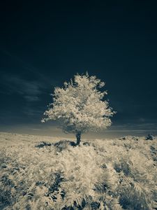Preview wallpaper tree, field, grass, nature, sky