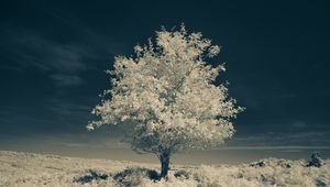Preview wallpaper tree, field, grass, nature, sky