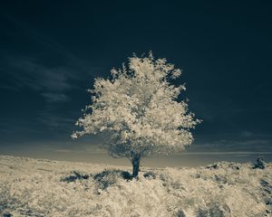 Preview wallpaper tree, field, grass, nature, sky