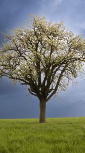 Preview wallpaper tree, field, grass, lawn, sky, nature