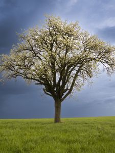 Preview wallpaper tree, field, grass, lawn, sky, nature