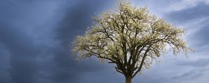 Preview wallpaper tree, field, grass, lawn, sky, nature
