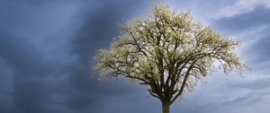 Preview wallpaper tree, field, grass, lawn, sky, nature