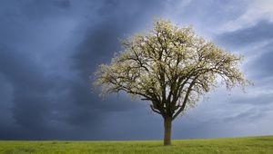 Preview wallpaper tree, field, grass, lawn, sky, nature