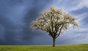 Preview wallpaper tree, field, grass, lawn, sky, nature
