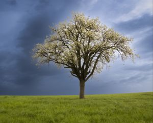 Preview wallpaper tree, field, grass, lawn, sky, nature