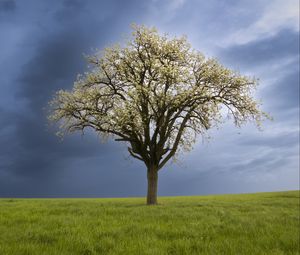Preview wallpaper tree, field, grass, lawn, sky, nature