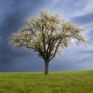 Preview wallpaper tree, field, grass, lawn, sky, nature