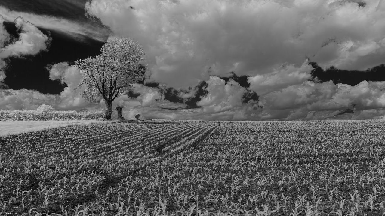 Wallpaper tree, field, grass, clouds