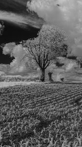 Preview wallpaper tree, field, grass, clouds